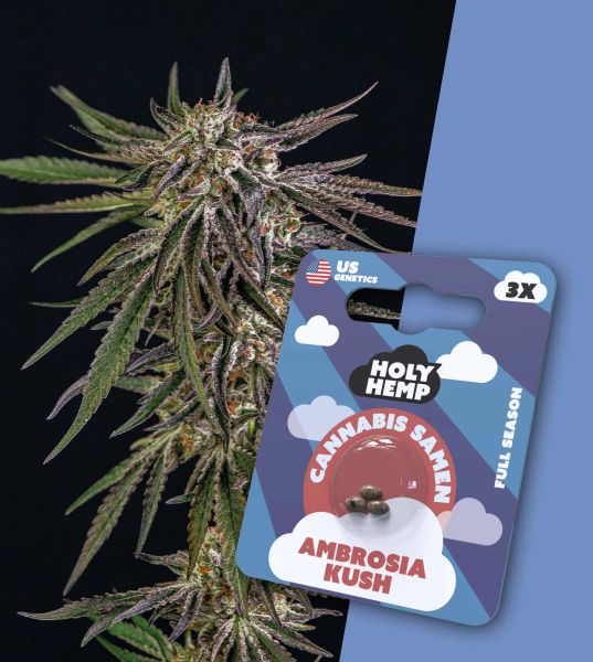 Holy Hemp - Ambrosia Kush - Cali Seed