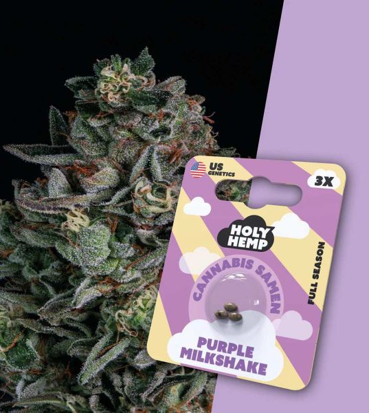 Holy Hemp - Purple Milkshake - Cali Seeds