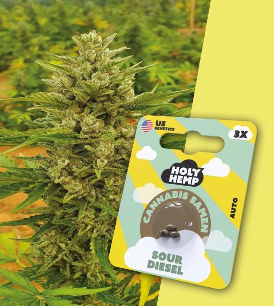 Holy Hemp - Sour Diesel - Cali Seeds