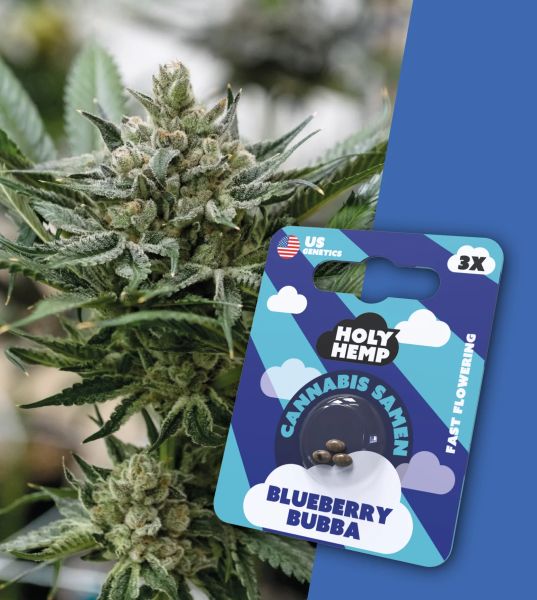 Holy Hemp - Bluberry Bubba - Cali Seeds
